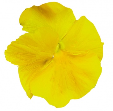 Виола виттрока (Viola wittrockiana) Виола виттрока (Viola wittrockiana)