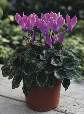 Цикламен персидский (Cyclamen persicum)