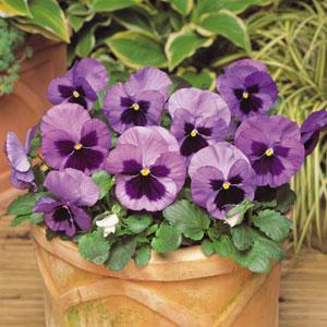 Виола виттрока (Viola wittrockiana) Виола виттрока (Viola wittrockiana)