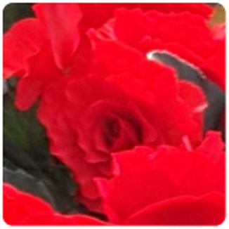 Бегония клубневая махровая (Begonia tuberhybrida) Бегония клубневая махровая (Begonia tuberhybrida)
