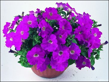 Петуния ампельная гибридная (Petunia x hybrida)