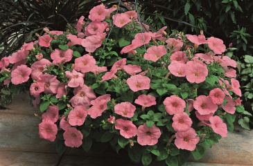 Петуния ампельная гибридная (Petunia x hybrida)