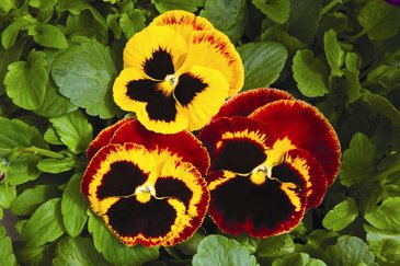 Виола Виттрока (Viola wittrockiana) Виола Виттрока (Viola wittrockiana)