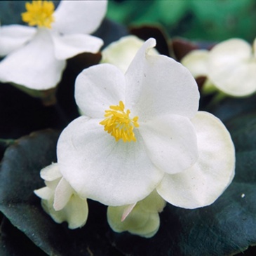 Бегония вечноцветущая (бронзовая листва) (Begonia semperflorens)