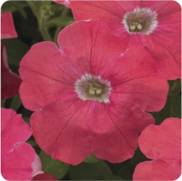 Петуния ампельная гибридная (Petunia x hybrida)