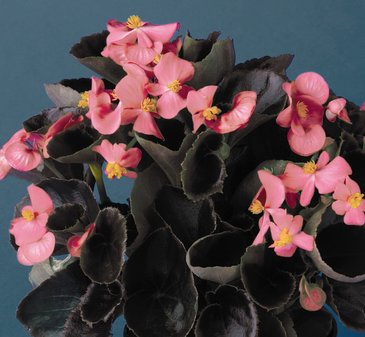 Бегония вечноцветущая (бронзовая листва) (Begonia semperflorens)