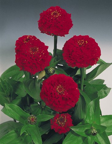 Цинния изящная (Zinnia elegans)