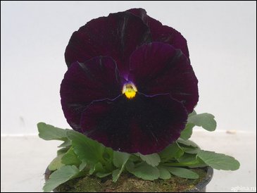 Виола Виттрока (Viola wittrockiana)
