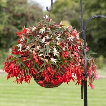 Бегония боливийская ампельная (Begonia boliviensis x hybrida)