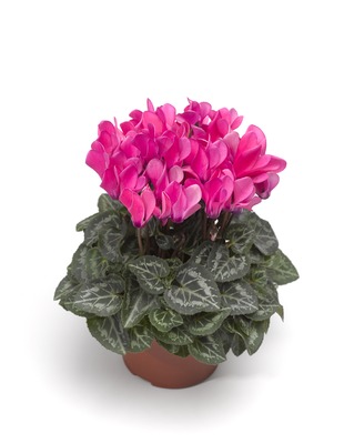 Цикламен персидский (Cyclamen persicum)