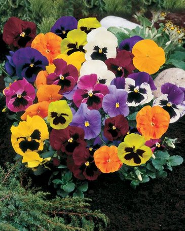 Виола Виттрока (Viola wittrockiana) Виола Виттрока (Viola wittrockiana)