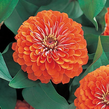 Цинния изящная (Zinnia elegans)