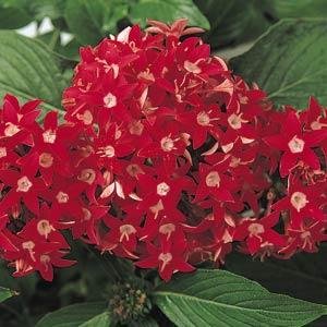 Пентас ланцетовидный (Pentas lanceolata) Пентас ланцетовидный (Pentas lanceolata)