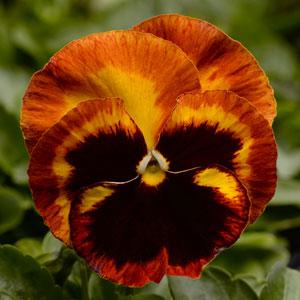 Виола виттрока (Viola wittrockiana) Виола виттрока (Viola wittrockiana)