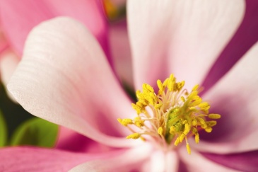 Аквилегия голубая (Aquilegia caerulea)