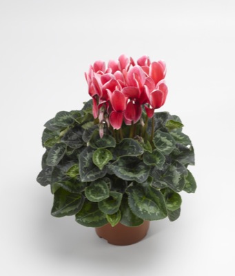 Цикламен персидский (Cyclamen persicum)