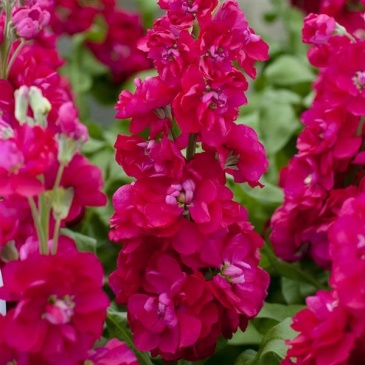 Левкой седой (Matthiola incana)