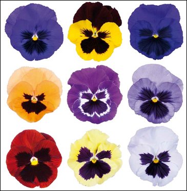 Виола Виттрока (Viola wittrockiana)