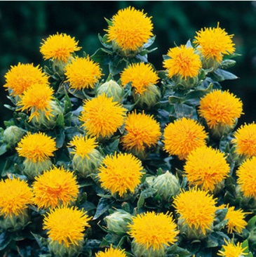 Сафлор красильный (Carthamus tinctorius)