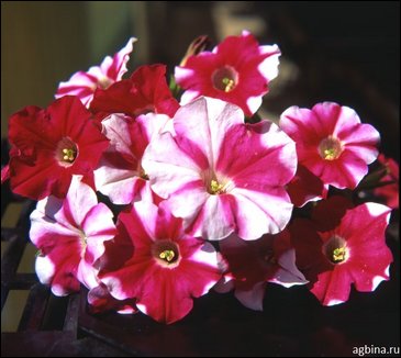 Петуния ампельная гибридная (Petunia x hybrida)