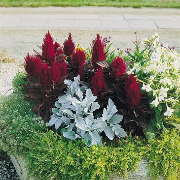 Целозия метельчатая (Celosia plumosa)