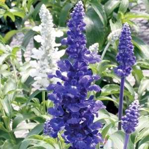 Шалфей мучнистый (Salvia farinacea)