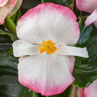 Бегония гибридная (зеленая листва) (Begonia hybrida) Бегония гибридная (зеленая листва) (Begonia hybrida)