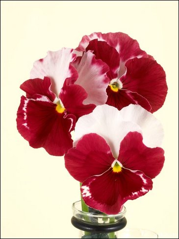 Виола Виттрока (Viola wittrockiana)