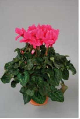 Цикламен персидский (Cyclamen persicum)