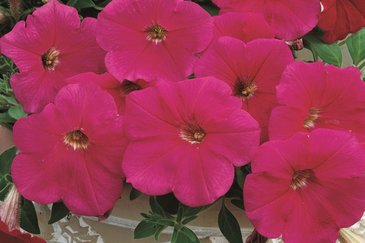 Примула обратноконическая (Primula obconica)