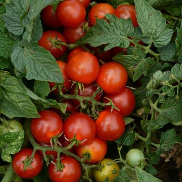 Томат (Lycopersicon esculentum)