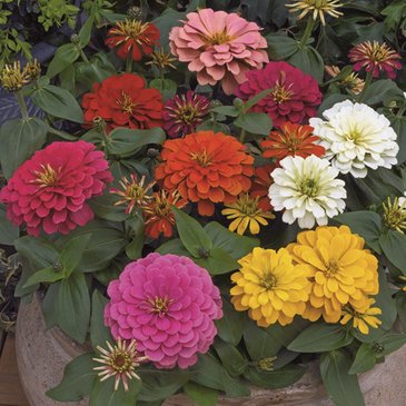 Цинния изящная (Zinnia elegans)