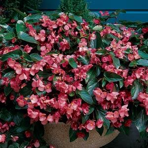 Бегония гибридная ампельная (зеленая листва) (Begonia hybrida) Бегония гибридная ампельная (зеленая листва) (Begonia hybrida)