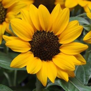 Подсолнечник летний (Helianthus annuus)