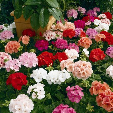 Герань (пеларгония садовая) (Pelargonium x hortorum)