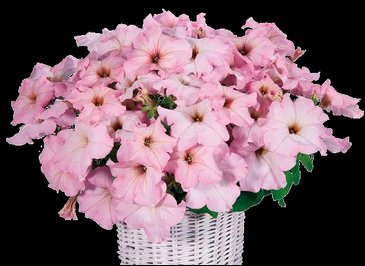 Петуния ампельная гибридная (Petunia x hybrida)