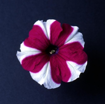 Петуния мелкоцветковая (Petunia milliflora)