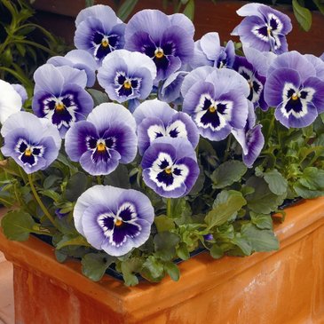Виола Виттрока (Viola wittrockiana)