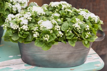 Агератум мексиканский (Ageratum houstonianum)