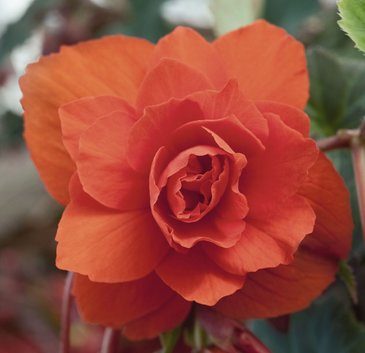 Бегония клубневая махровая ампельная (Begonia tuberhybrida) Бегония клубневая махровая ампельная (Begonia tuberhybrida)