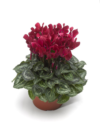 Цикламен персидский (Cyclamen persicum)