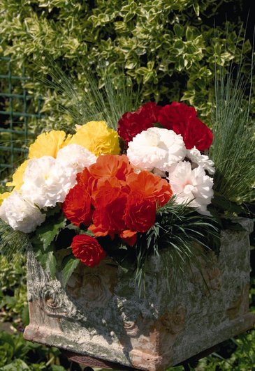 Бегония клубневая махровая (Begonia tuberhybrida)