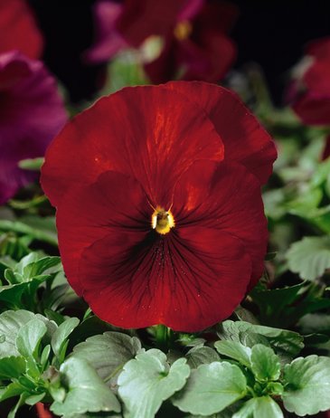Виола Виттрока (Viola wittrockiana) Виола Виттрока (Viola wittrockiana)