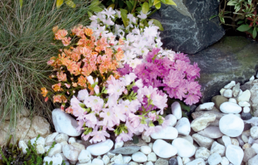 Левизия (Lewisia cotyledon)