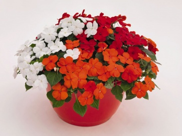 Бальзамин Уоллера (Impatiens walleriana)
