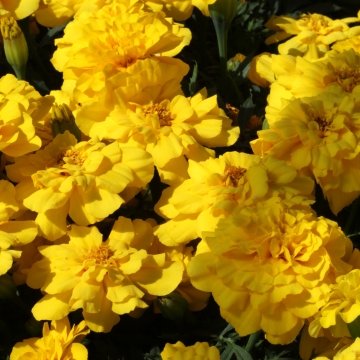 Бархатцы отклоненные (Tagetes patula)