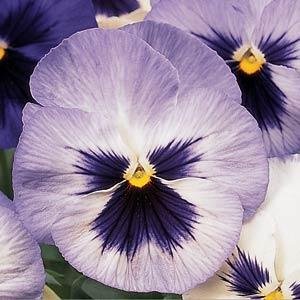 Виола виттрока (Viola wittrockiana) Виола виттрока (Viola wittrockiana)