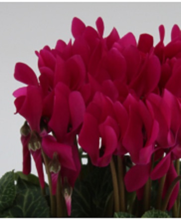Цикламен персидский (Cyclamen persicum)