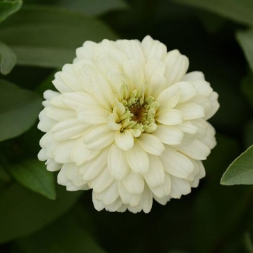 Цинния мариландская (Zinnia marylandica) Цинния мариландская (Zinnia marylandica)