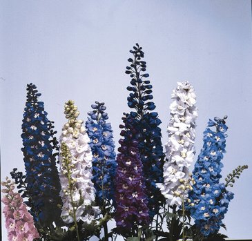 Дельфиниум высокий (Delphinium elatum)
